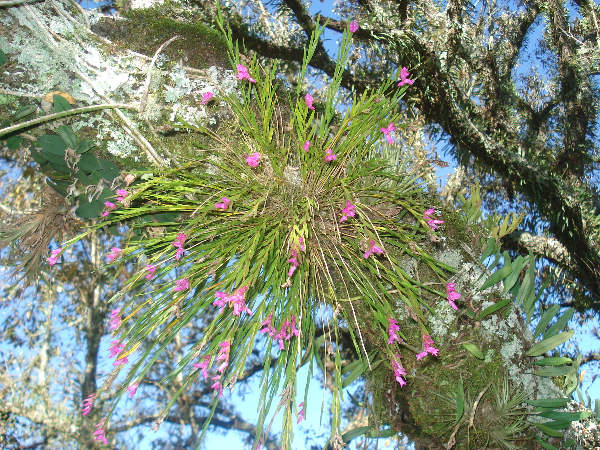 Isochilus lineares